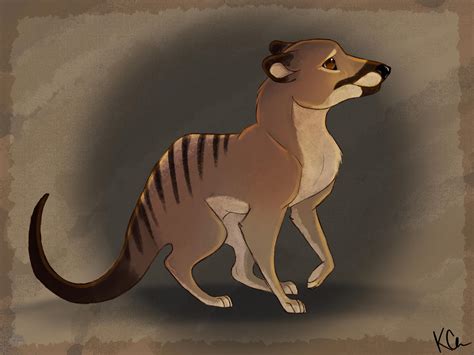 Tasmanian Tiger by Collikay on DeviantArt