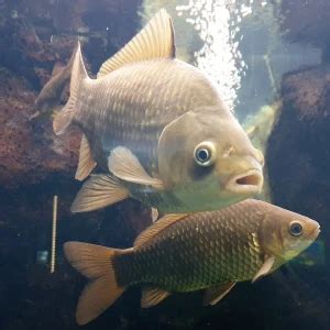 Giebel - Fakten, Ernährung, Lebensraum & Bilder auf Animalia.bio