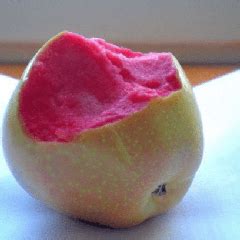 Яблоня Розовый Жемчуг - отзывы о сорте, описание, фото