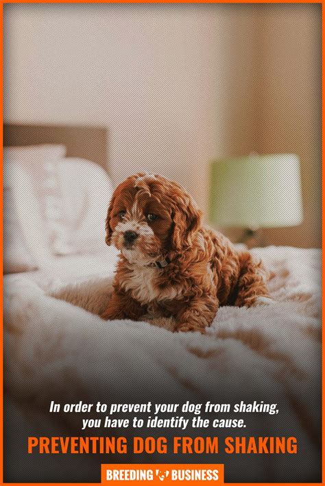 can dog shaking without vet 12