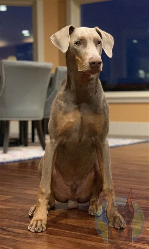 The Many Colors and Types of Doberman Pinschers - How Pet Care