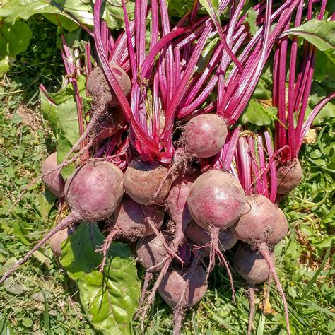 Beet Detroit Dark Red