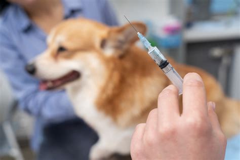 Vacinação Cachorro - Vacinação dos pets: O que é preciso saber? – Portal Cães e Gatos