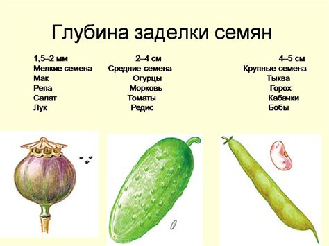 Семя - Презентации по биологии