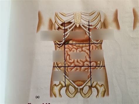 Abdominal Regions Diagram | Quizlet