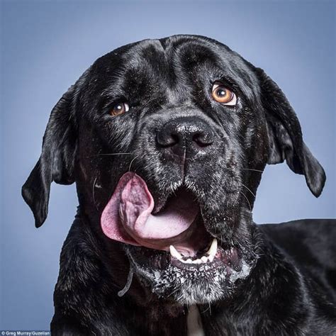 Hilarious Portraits Of Dogs Eating Peanut Butter By Photographer Greg ...