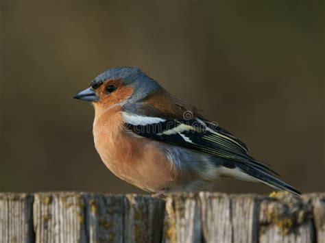 Vink stock foto. Image of blauw, sluit, geel, vogel, chaffine - 19398760