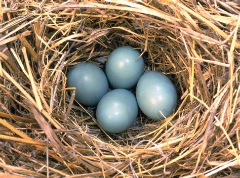 colour  bluebird eggs  reva forbes blog