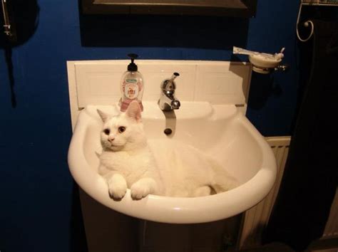 73 Crazy Cats That Actually Love Water | Bored Panda