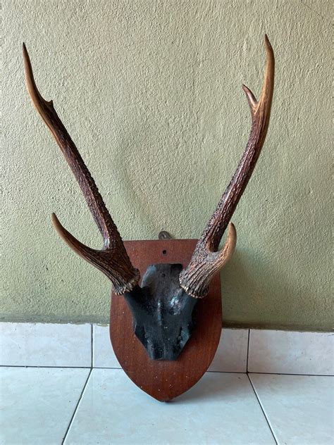 Tanduk Rusa Original, Furniture & Home Living, Home Decor, Wall Decor ...
