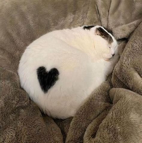25 Divertidos memes de gatos para quienes están obsesionados con ellos