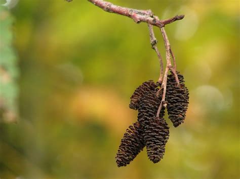 alder wallpapers images  pictures backgrounds