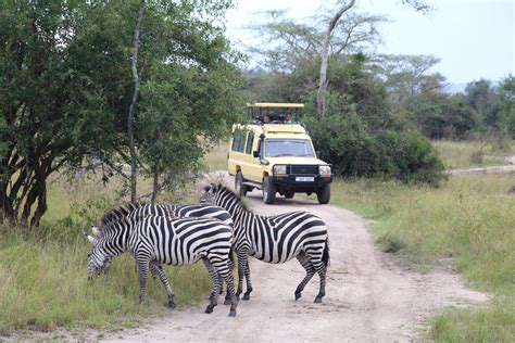 Uganda - Lion Around Africa