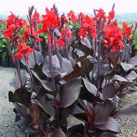 canna plant alchetron   social encyclopedia