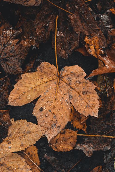 Maple leaf on the autumn colour palette Photograph by Vaclav Sonnek ...