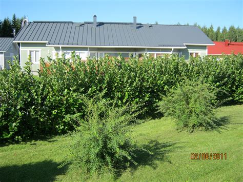 SITÄ SUN TÄTÄ : Marja-aronia