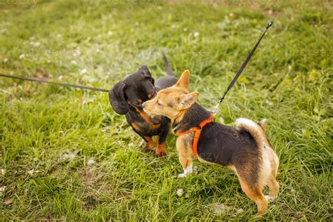 two dogs sniffing each other outside in greeting 23057182 Stock Photo