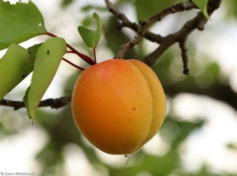 Prunus armeniaca – meruňka obecná • Pladias: Databáze české flóry a ...