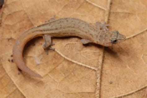 The Fascinating World of Lizards: Unraveling the Secrets