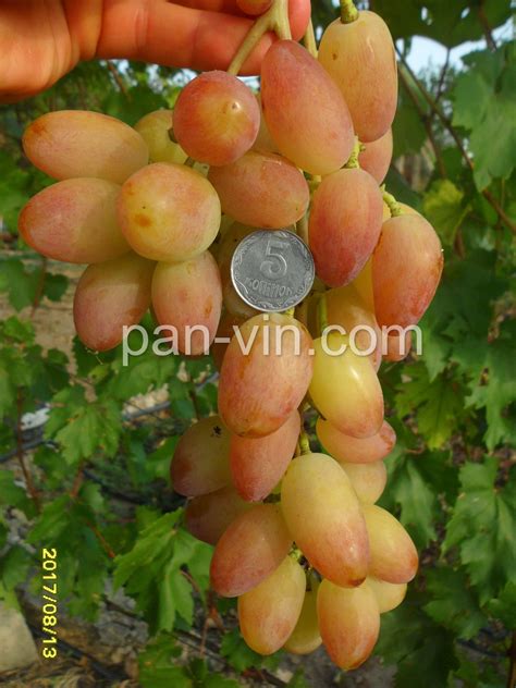 Юбилей Новочеркасска — pan-vin.com