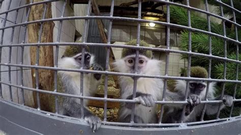 Харьковский Зоопарк [Zoo] - YouTube