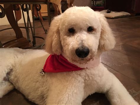 Love this cute Teddy Bear cut on Beau a standard poodle | Cute teddy bears, Poodle, Standard poodle