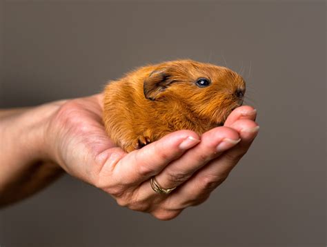 Animais De Estimação Pequenos E Baratos - Animais de Estimação Pequenos e Fáceis de Cuidar - Telecão