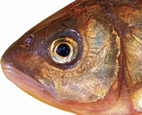 origin  evolution   vertebrate eyelids  adnexa ento key