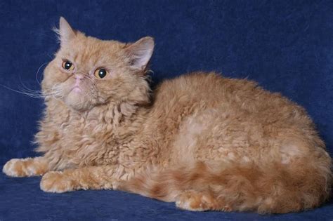 🐱Самые красивые породы кошек: ТОП-15 с названиями, описанием и фото