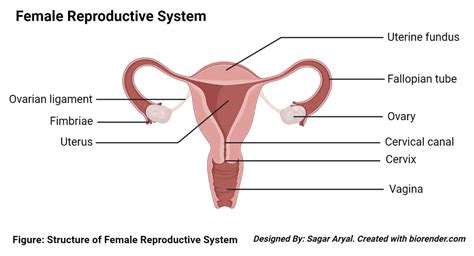Female Reproductive System: Organs, Structure & Functions