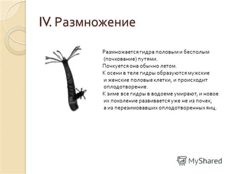 Презентация на тему: "ГИДРЫ Презентация по биологии Центр образования ...