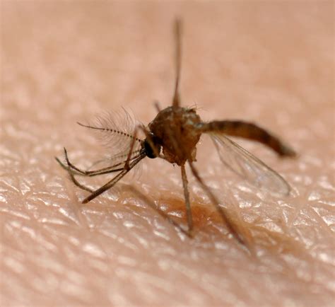 Medical corner: Mosquitoes can spoil summer fun > Vance Air Force Base