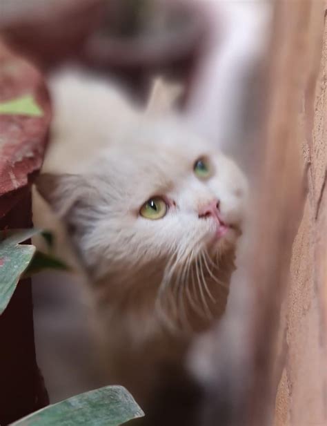 White Male Persian Cat up for adoption. He is currently at the shelter
