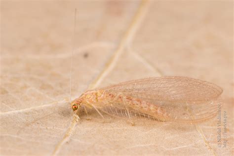 Photo #63640: Chrysopidae sp.