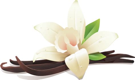illustration  vanilla flower   vanilla beans