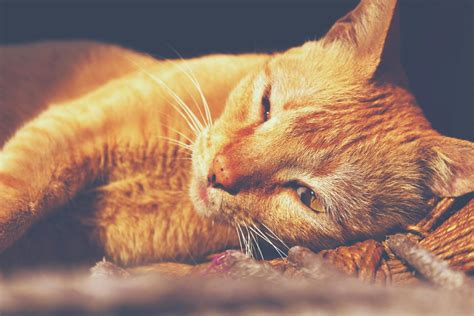Brown Long Coated Fur Cat · Free Stock Photo
