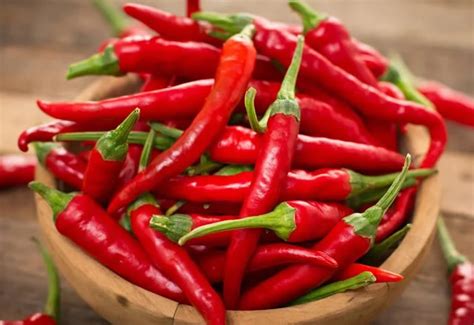 cabai merah sebagai antikanker mamae universitas airlangga official