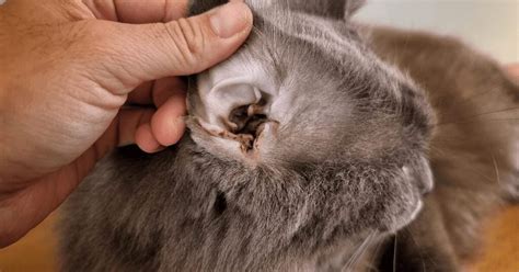 Excessive Ear Wax in Cats: What You Need to Know