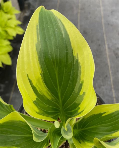 Hosta Victory | MDO