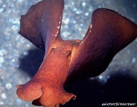 Заяц чёрный морской (Aplysia fasciata) (Справочник морских беспозвоночных)