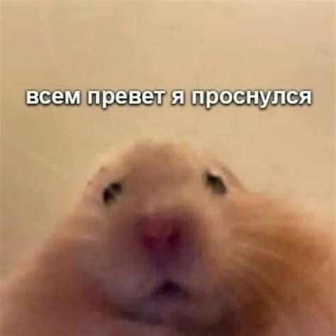 Sticker pack de бибип - Stickers Cloud
