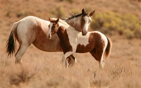 baby horse wallpaper desktop