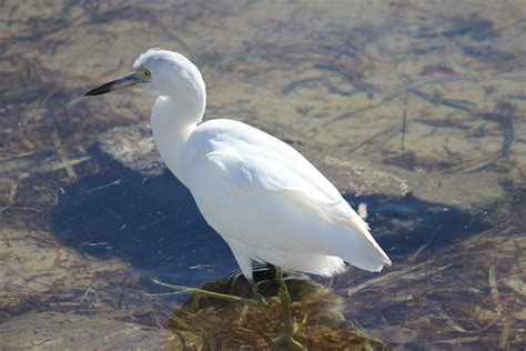 To Behold the Beauty: Immature Little Blue Heron