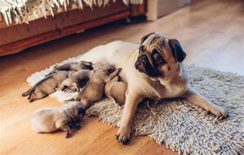 Caring For Female Dog And Newborn Puppies - Puppies Diary