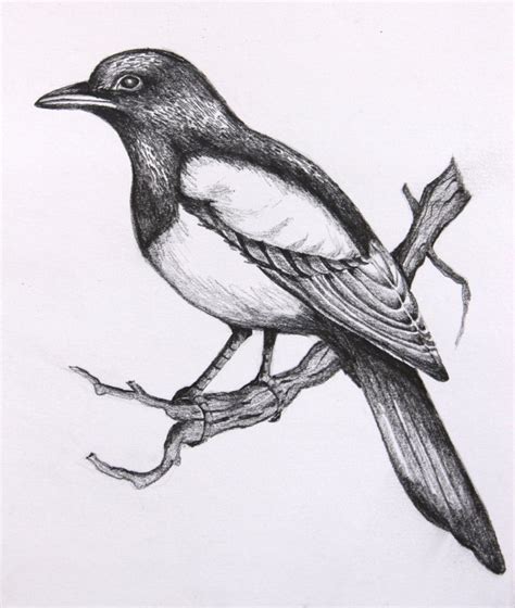 Рисунки карандашом птиц
