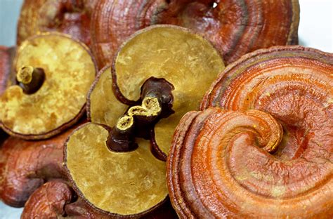 Reishi