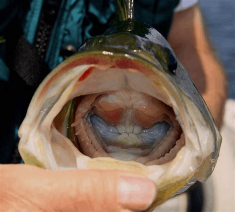 largemouth bass anatomy      usangler