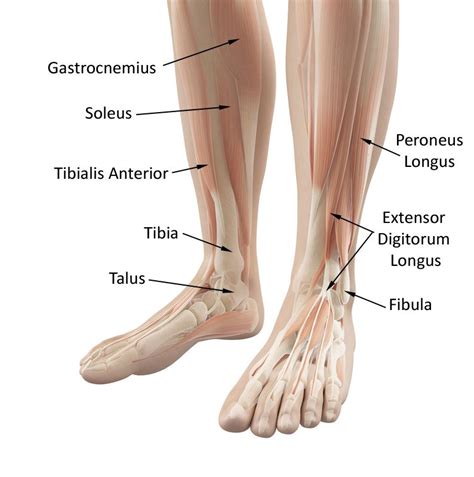 The meaning and symbolism of the word - «Ankle»