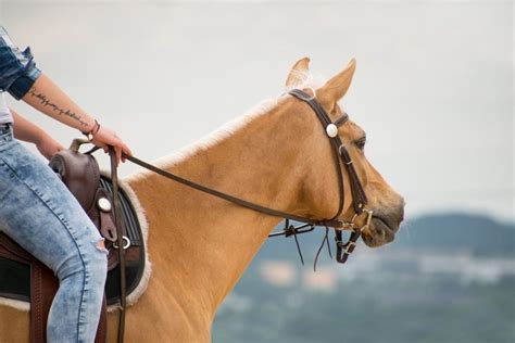 Reins Dream Meaning - iDre.am | Dream Dictionary