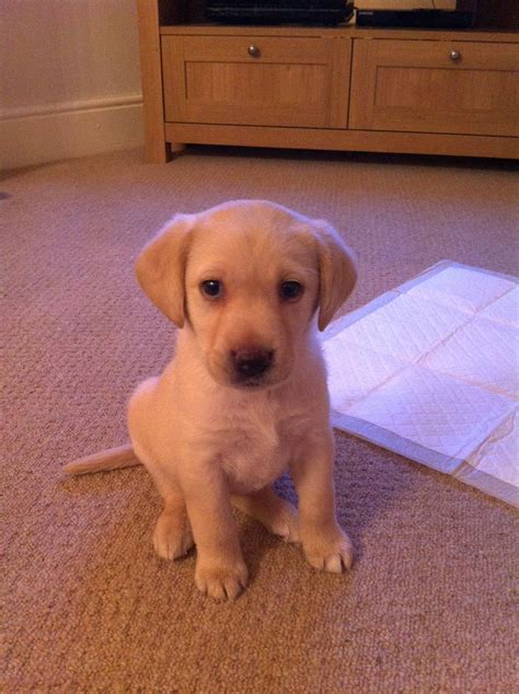 8 weeks old | Lab puppies, Yellow lab puppies, Puppies